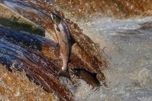 خطر انقراض در کمین گونه‌های ماهیان آب شیرین در جهان