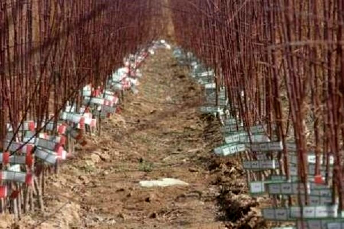 توزیع نهال درخت میوه در چهارمحال و بختیاری آغاز شد