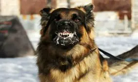 حمله سگ هار به 7 نفر از اهالی شهر