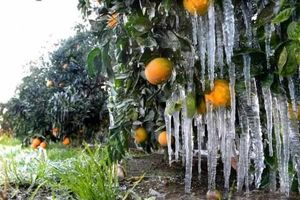 خطر سرمازدگی در ۲ روز آینده باغات و مرغداری‌های قزوین را تهدید می‌کند