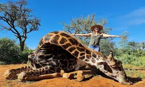 یک زن قلب زرافه را برای هدیه ولنتاین درآورد!/ تصاویر