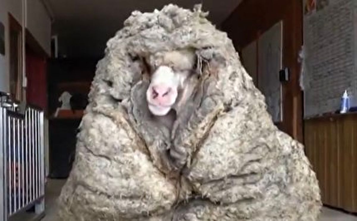گوسفند فراری به آرایشگاه رفت!