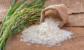 عامل گرانی برنج خارجی در کشور چیست؟ / از آذر ماه تا به حال هیچ برنجی وارد نشده است