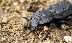 سوسکی که تحمل وزن ماشین را دارد!/ ویدئو