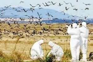 کانون آنفلوآنزای فوق حاد پرندگان در سرخس کنترل و مهار شد