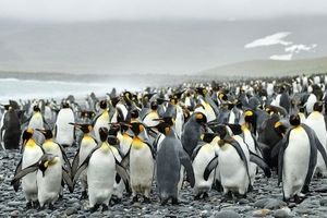 پنگوئن زرد رنگی که باعت تحیر جهانیان شد/ تصاویر‌