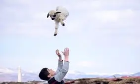 پرورش گوسفند اصلاح نژادی در "یکانات" مرند به روایت تصویر