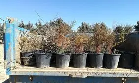 ۱۴ نوع گونه درختی در مهدی‌شهر توزیع می‌شود