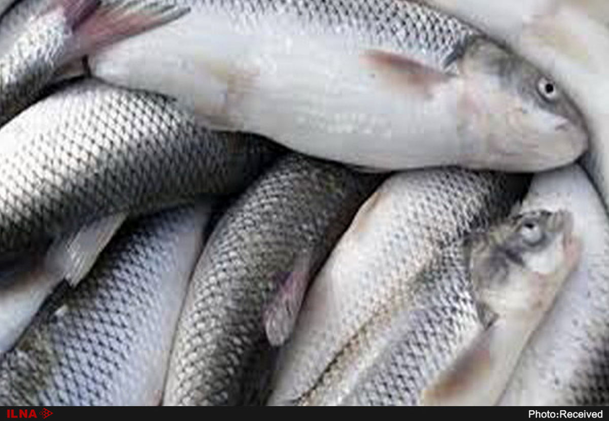 ۲۰ تن ماهی منجمد و تن ماهی قاچاق در استان البرز کشف شد