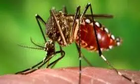 پشه آئدس؛ از فرود در بندرلنگه تا نگرانی مسئولان هرمزگان