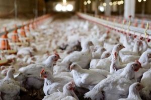 معدوم‌سازی بیش از یک میلیون قطعه مرغ درگیر آنفلوآنزا در خراسان جنوبی