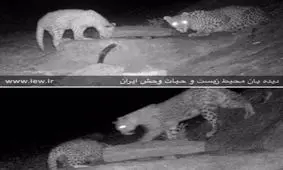 دو پلنگ ایرانی در یک قاب