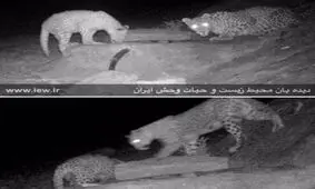 دو پلنگ ایرانی در یک قاب
