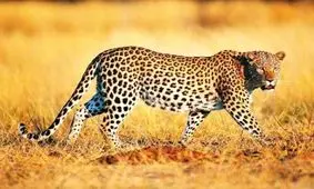 حمله پلنگ به دامدار بشاگردی