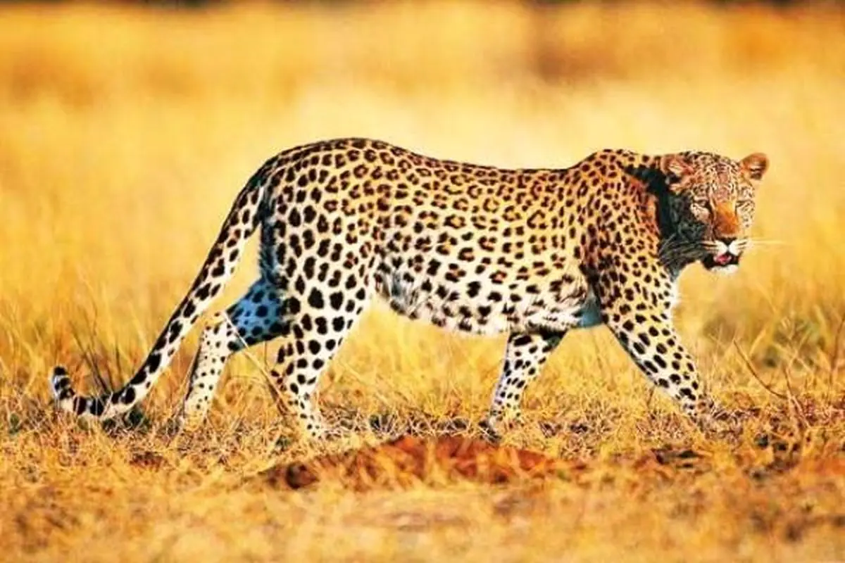 حمله پلنگ به دامدار بشاگردی