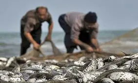 صیادان گلستانی ۳۰۴ تن ماهی استخوانی صید کردند