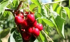 برگزاری سومین جشنواره گیلاس در لواسان