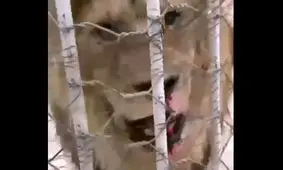 شیرآزاری در شیراز؛ دکتر معماریان به یورونیوز: شرایط باغ وحش مناسب نیست 