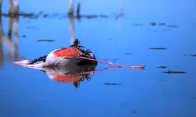 اکوسیستم میانکاله بیمار است/ تعداد تلفات پرندگان مهاجر از ۱۸ هزار مورد عبور کرد