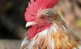 خروس عصبانی، جان صاحبش را گرفت!