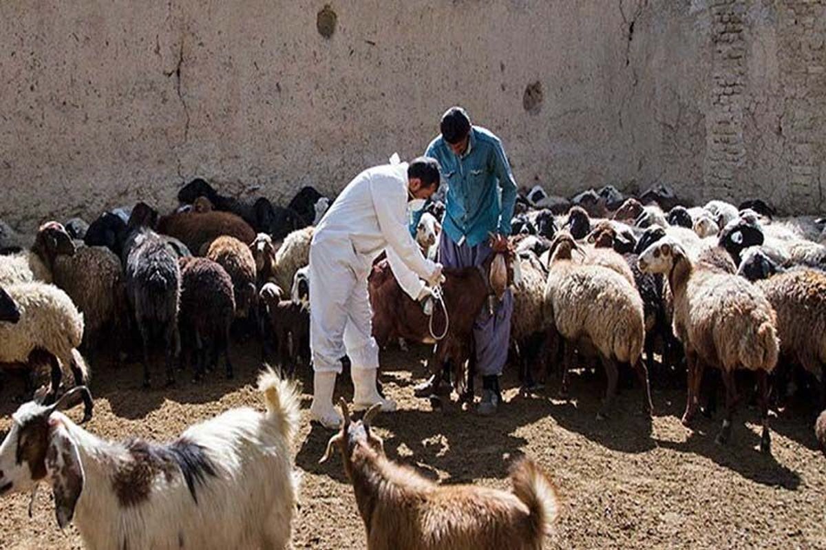 بیش از یک میلیون رأس دام در کردستان علیه تب برفکی مایهکوبی شد