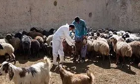 بیش از یک میلیون رأس دام در کردستان علیه تب برفکی مایه‌کوبی شد