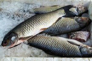 افزایش قیمت ماهی در آستانه شب عید