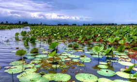 طرح زیست‌محیطی که در ایران متوقف شد اما در کُره‌جنوبی به بالندگی رسید