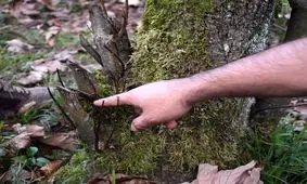 روزگار سیاه جنگل‌های بلوط زاگرس