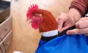 خروس لاکچری که مشتری آرایشگاه شد