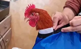 خروس لاکچری که مشتری آرایشگاه شد