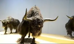 شجاعت گاو برای نجات فرزندش از دست پلنگ/ ویدئو