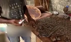 خلق آثار هنری با پوست این میوه سخت جان!