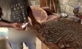 خلق آثار هنری با پوست این میوه سخت جان!