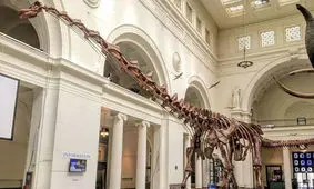 قدیمی‌ترین دایناسور کره زمین