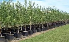 ۵۰ هزار اصله نهال در ارومیه توزیع می شود