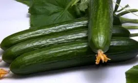 خیار هفته آینده ارزان می‌شود