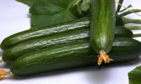 خیار هفته آینده ارزان می‌شود