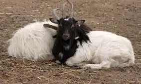 زن جوان بز همسایه را دزدید و رنگ کرد