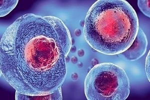 نقش سلول‌های بنیادی در درمان سرطان