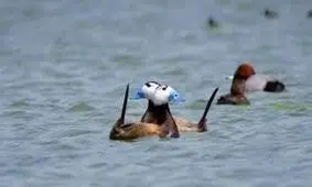 بازگشت اردک‌های سرسفید به تالاب بین المللی قوری گل