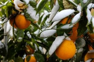 سرما و یخبندان به برغی باغات مشهد ۷۰درصد خسارت زد