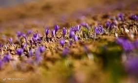 هر کیلو زعفران چند میلیون تومان است؟