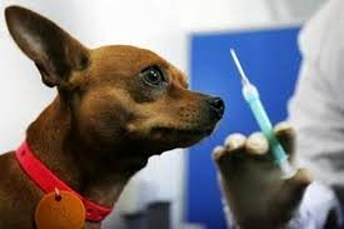 بیش از ۱۰۰۰ قلاده سگ در پلدشت علیه هاری واکسینه شدند