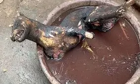 تصاویری چندش آور که هشدار بزرگی برای جهان است!/ احتمال شیوع یک بیماری کشنده دیگر