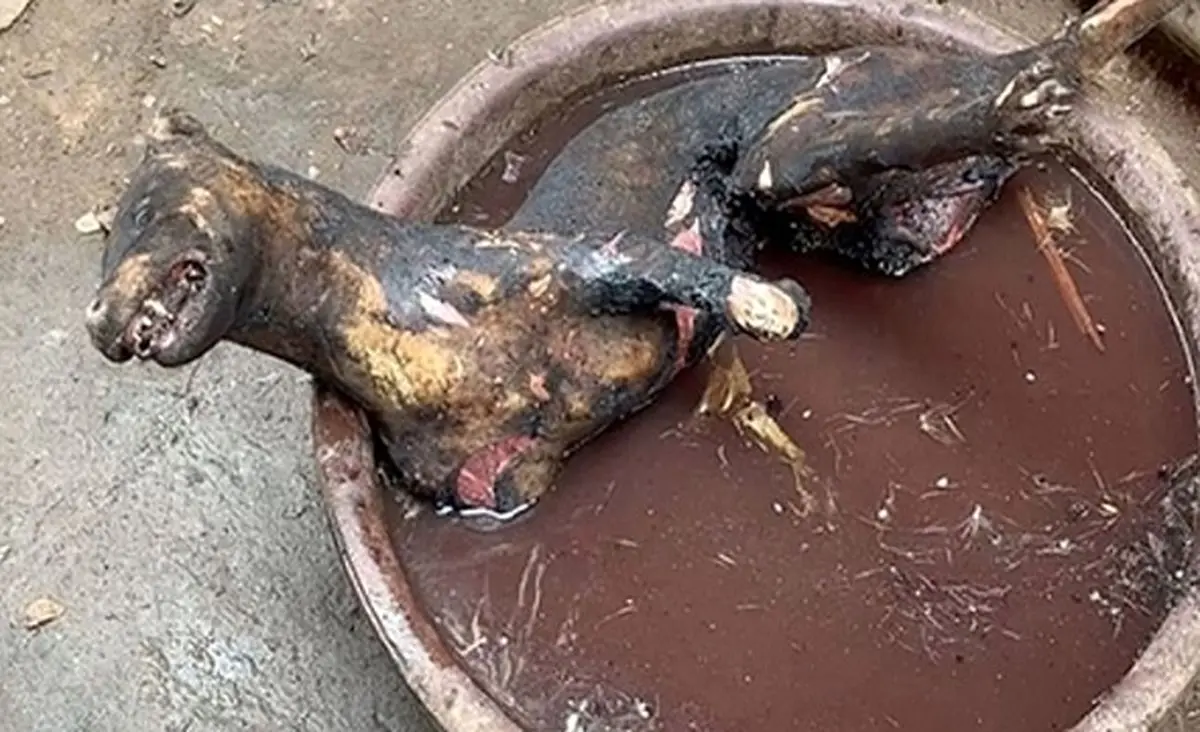 تصاویری چندش آور که هشدار بزرگی برای جهان است!/ احتمال شیوع یک بیماری کشنده دیگر