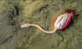 میانکاله؛ برزخ پرندگان مهاجر