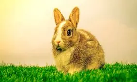 شنای این خرگوش دیدن دارد/ ویدئو