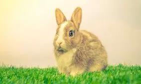 شنای این خرگوش دیدن دارد/ ویدئو
