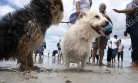 آیا سگ‌ها جای دستگاه‌های دروغ‌سنج را می‌گیرند؟